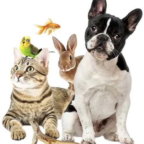 Imagen de Mascotas shop